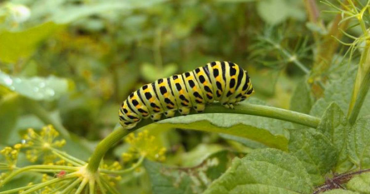 Picture of Swallowtail Caterpillar, known in Indonesia as Ulat Kupu-kupu Ekor Burung.