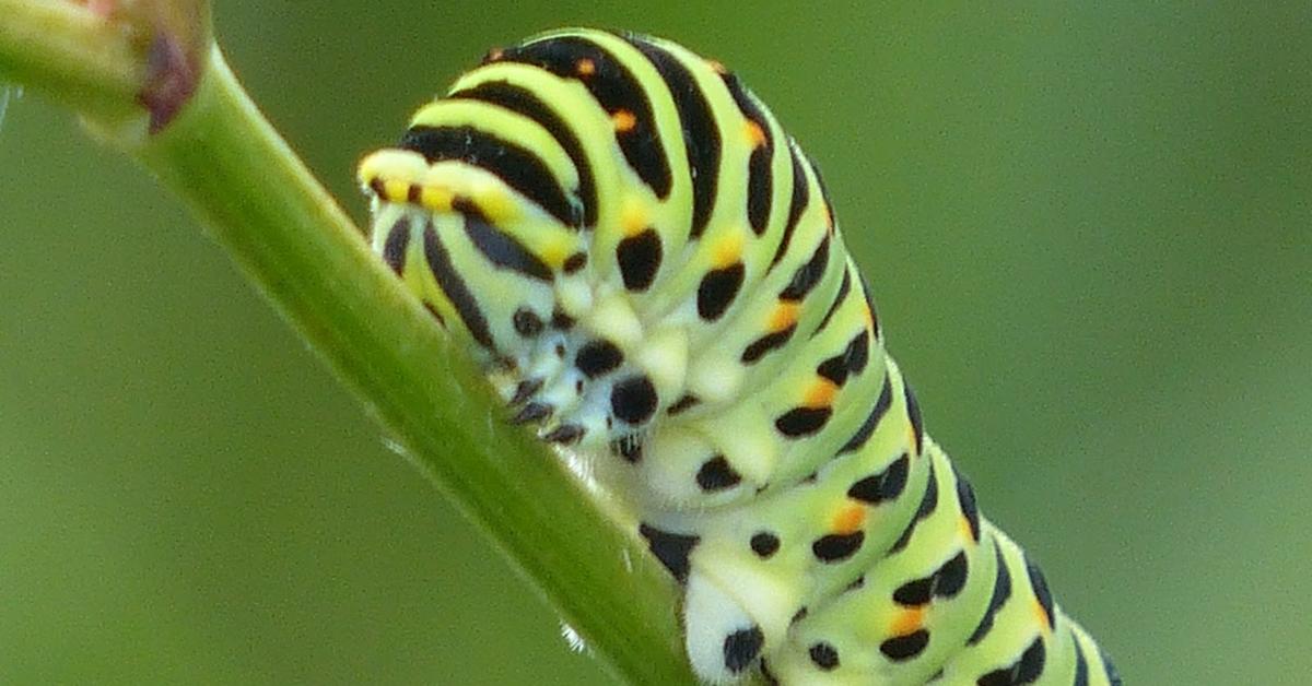 Snapshot of the intriguing Swallowtail Caterpillar, scientifically named Papilionidae.