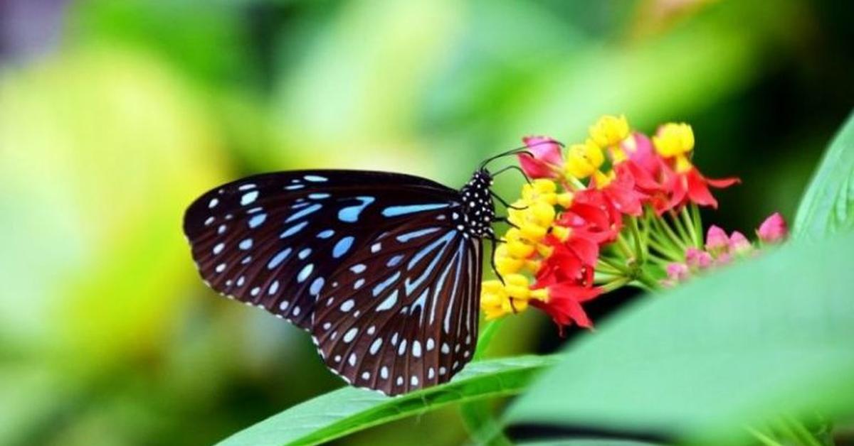 The Swallowtail Caterpillar, an example of Papilionidae, in its natural environment.