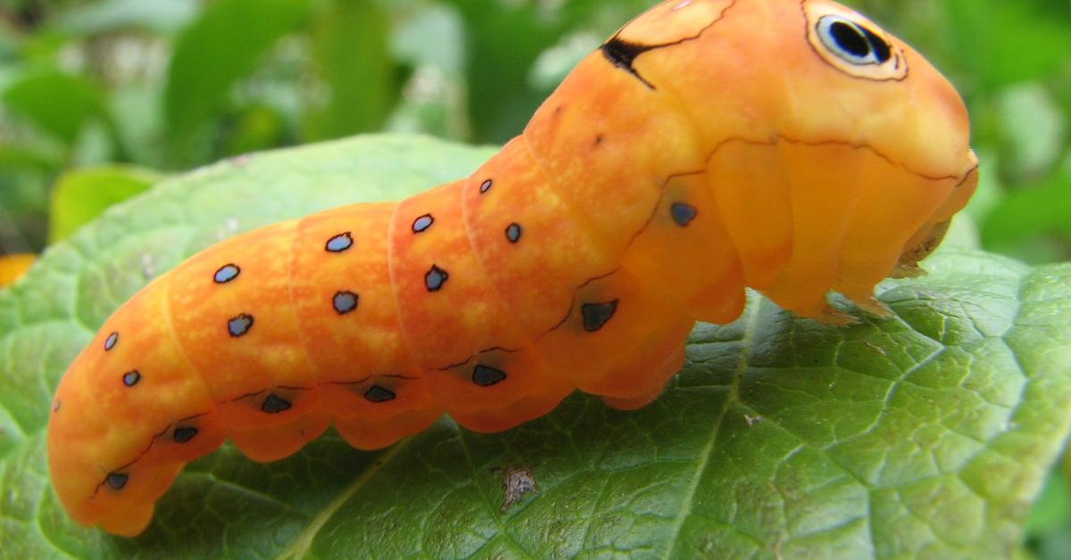 Natural elegance of the Swallowtail Caterpillar, scientifically termed Papilionidae.