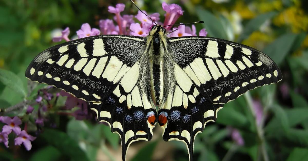 Natural elegance of the Swallowtail Butterfly, scientifically termed Papilionidae.