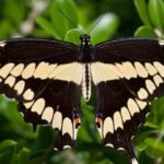 Striking appearance of the Swallowtail Butterfly, known in scientific circles as Papilionidae.