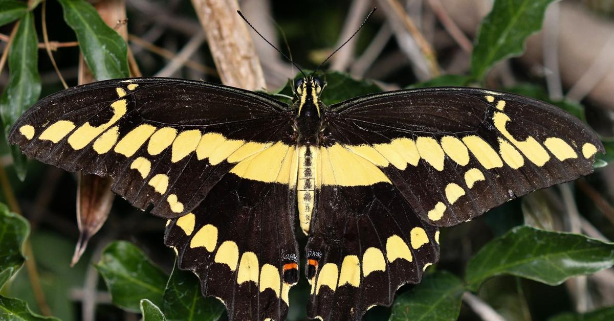 Vibrant snapshot of the Swallowtail Butterfly, commonly referred to as Kupu-kupu Swallowtail in Indonesia.