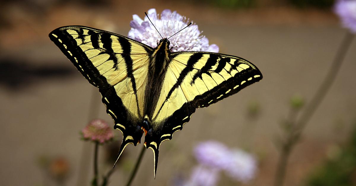 Photogenic Swallowtail Butterfly, scientifically referred to as Papilionidae.