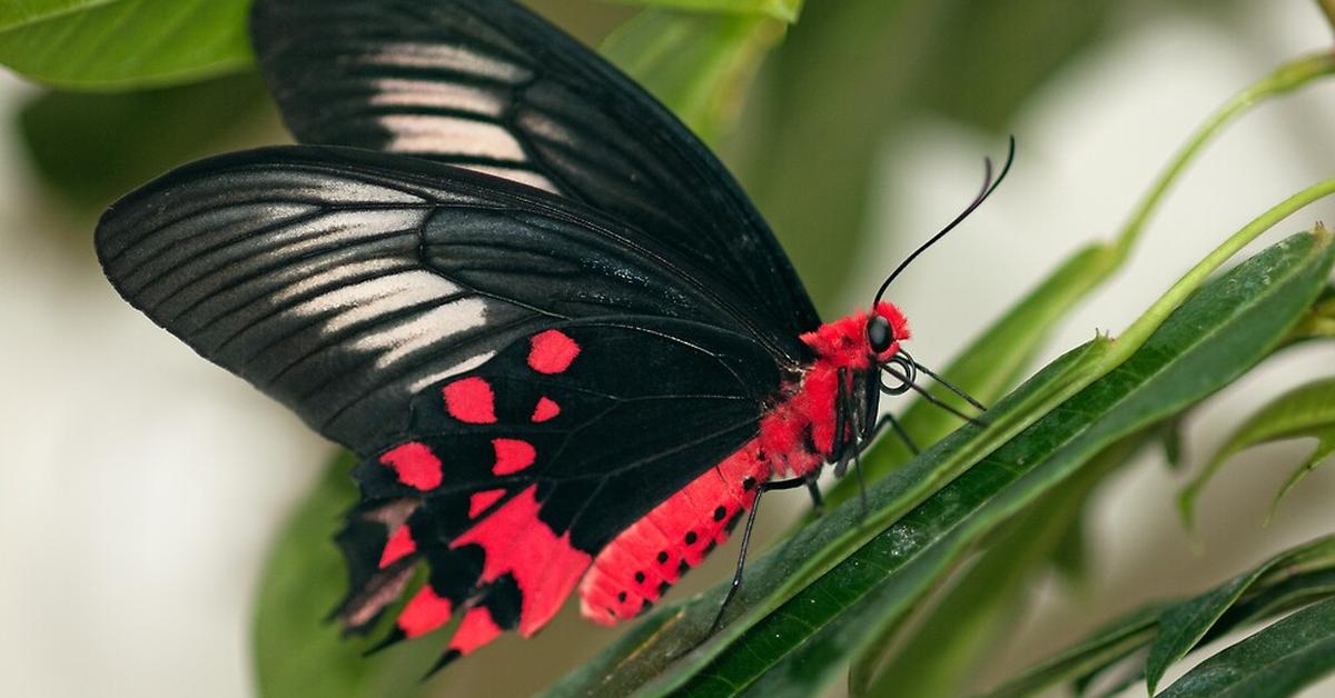 Distinctive Swallowtail Butterfly, in Indonesia known as Kupu-kupu Swallowtail, captured in this image.