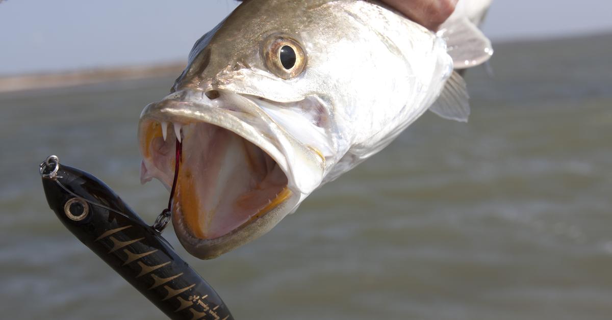 A look at the Speckled Trout, also recognized as Trout Berbintik in Indonesian culture.