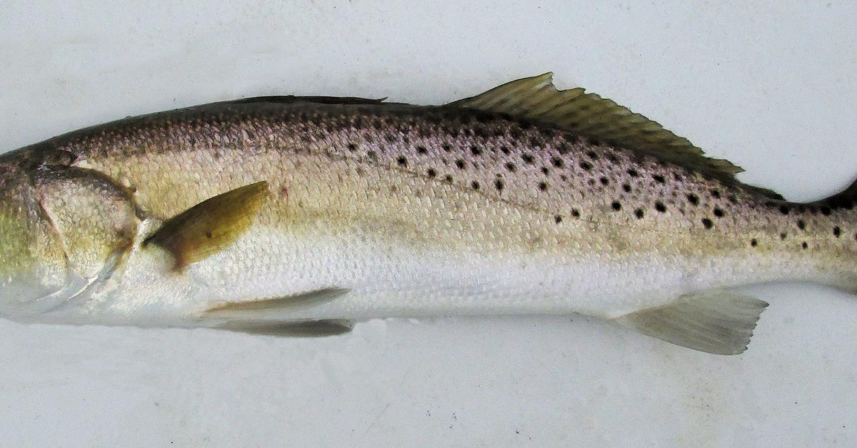 Striking appearance of the Speckled Trout, known in scientific circles as Cynoscion nebulosus.