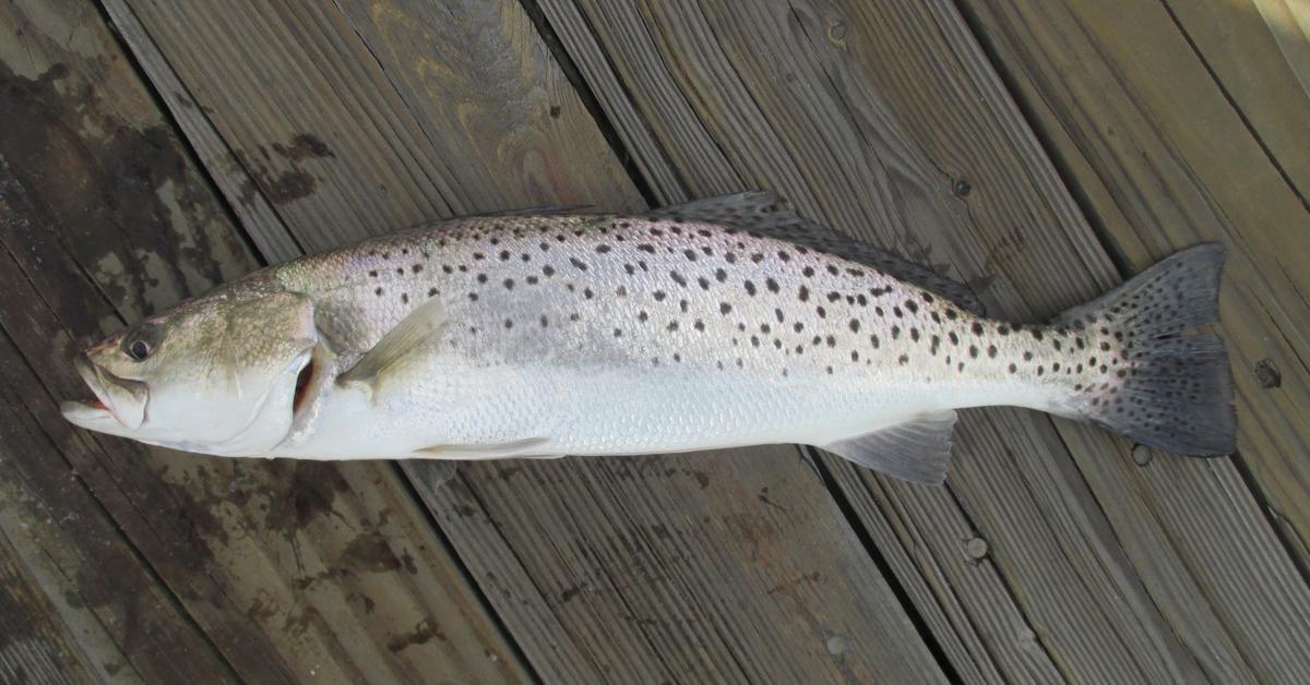 Snapshot of the intriguing Speckled Trout, scientifically named Cynoscion nebulosus.