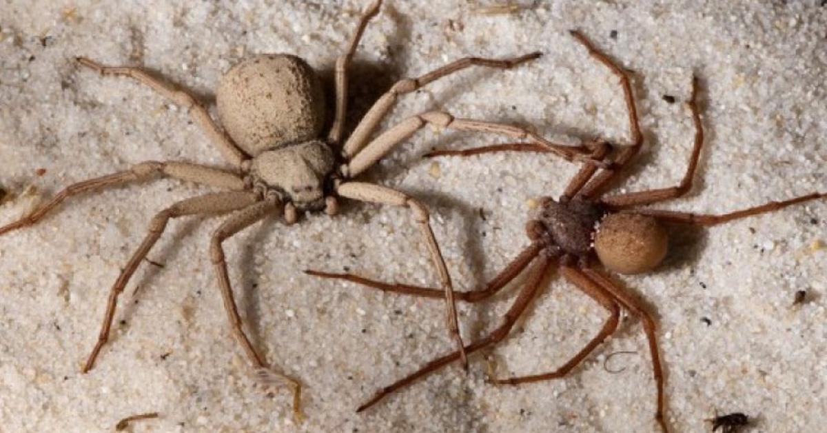 The fascinating Six-Eyed Sand Spiders, scientifically known as Sicarius Hahni.