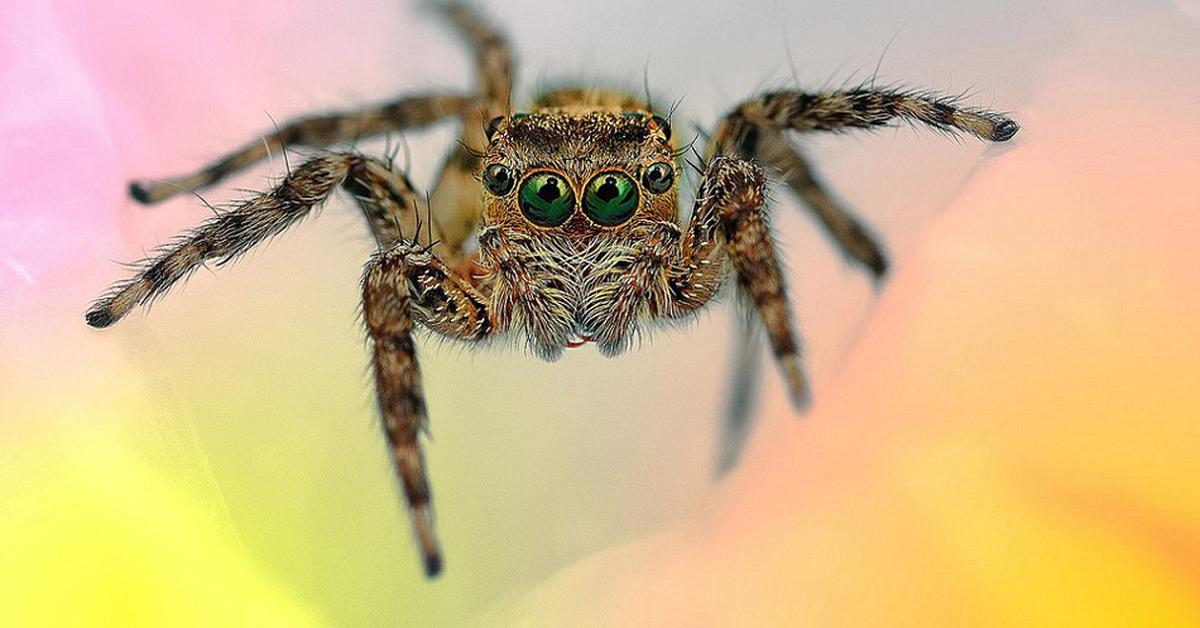 The alluring Six-Eyed Sand Spiders, commonly referred to as Laba-laba Pasir Enam Mata in Bahasa Indonesia.