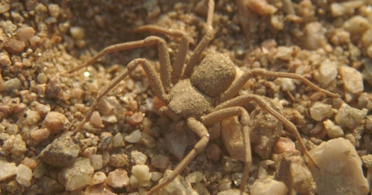 Captivating presence of the Six-Eyed Sand Spiders, a species called Sicarius Hahni.