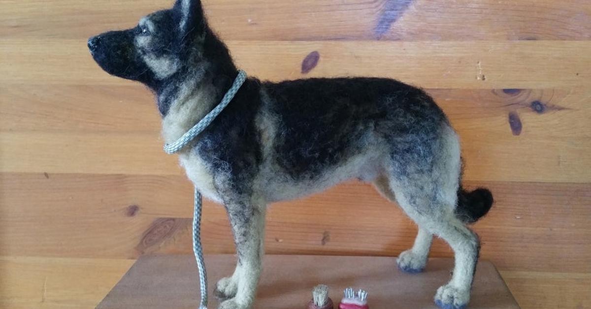 Charming view of the Sable German Shepherd, in Indonesia referred to as Herder Jerman Sable.