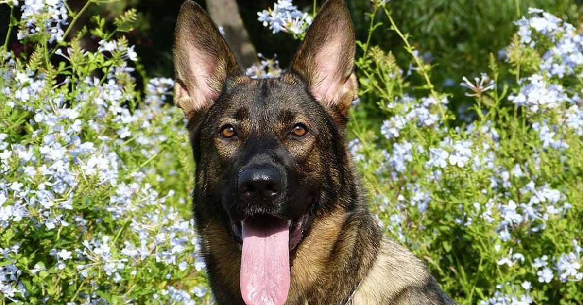 Natural elegance of the Sable German Shepherd, scientifically termed Canis lupus.