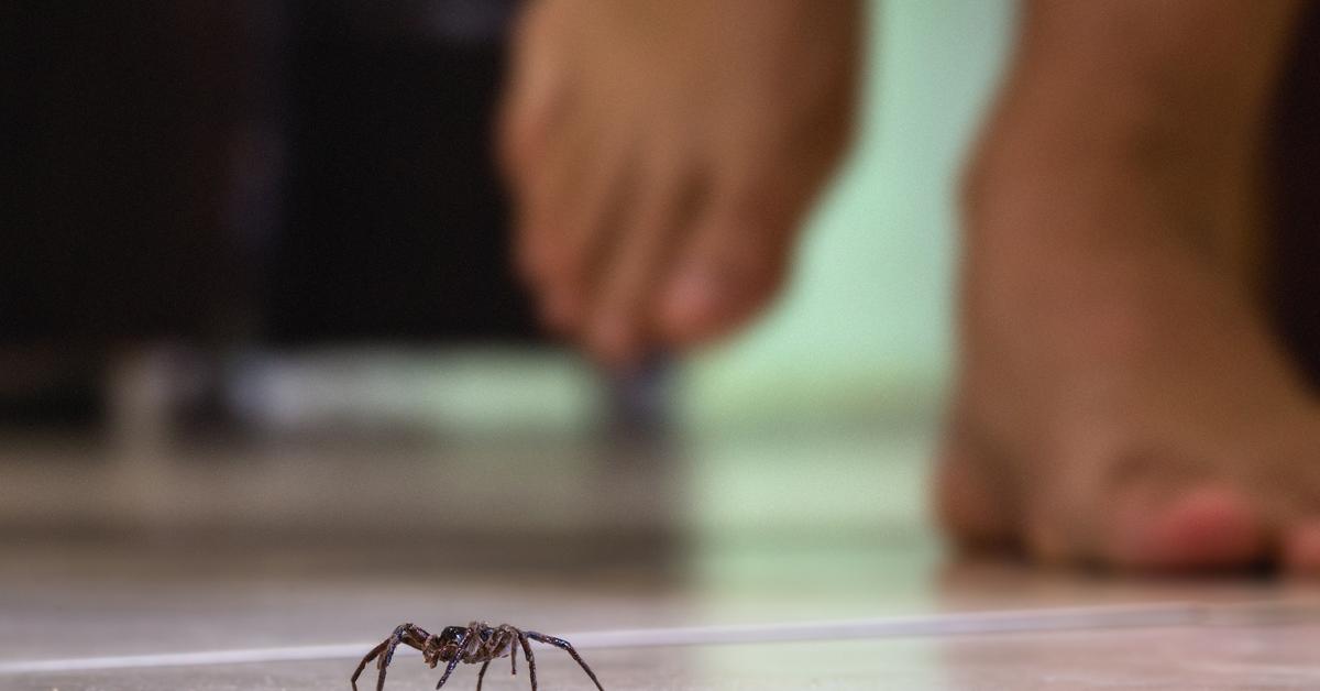 Striking appearance of the Southern House Spider, known in scientific circles as Kukulcania Hibernalis.