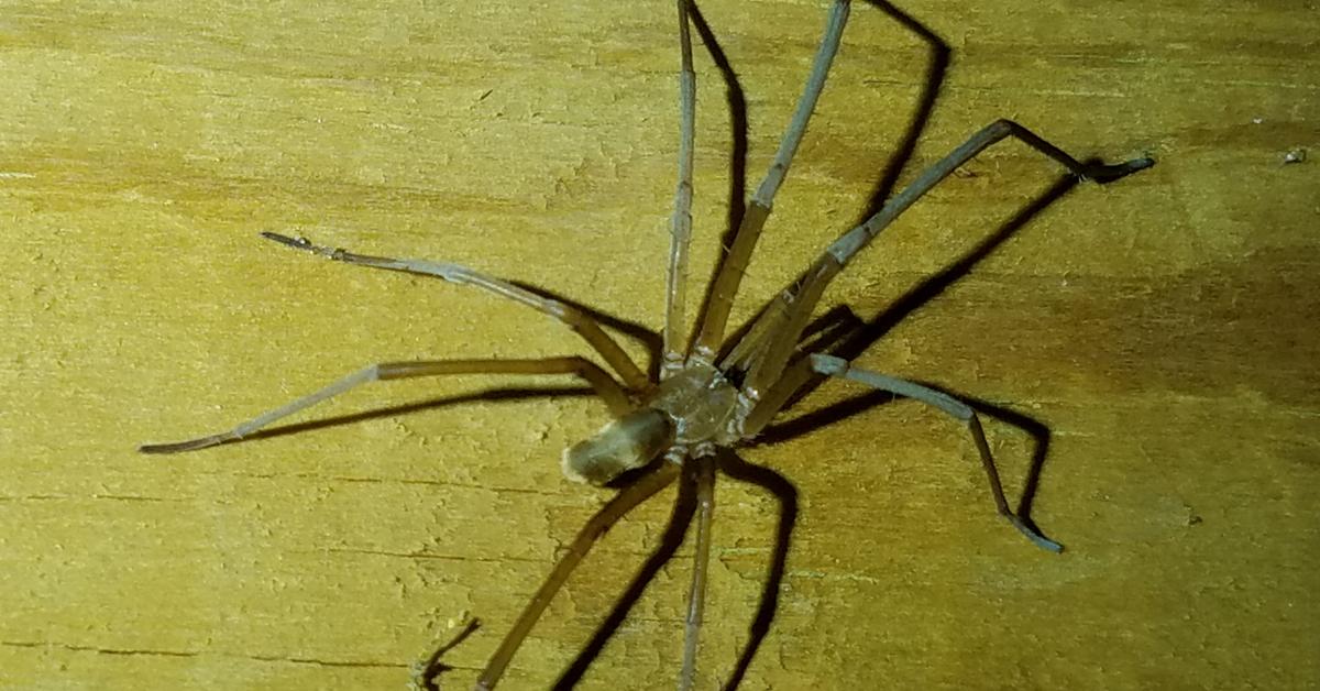 Engaging shot of the Southern House Spider, recognized in Indonesia as Laba-laba Rumah Selatan.