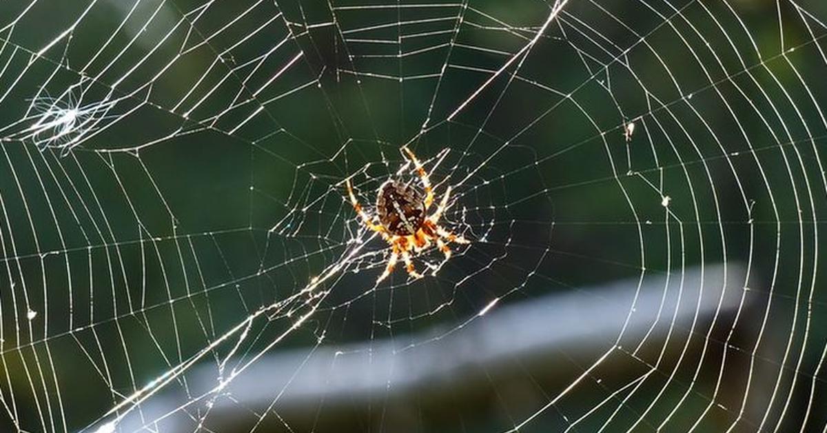 Snapshot of the intriguing Southern House Spider, scientifically named Kukulcania Hibernalis.