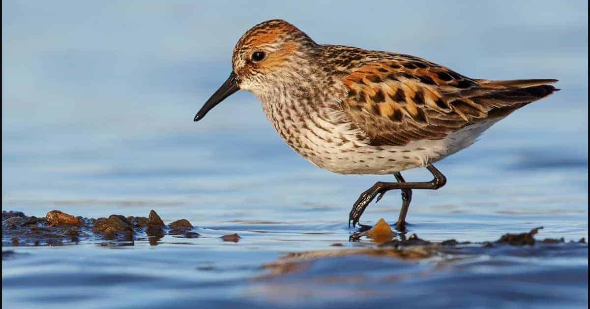 Snapshot of the intriguing Sandpiper, scientifically named Scolopacidae.