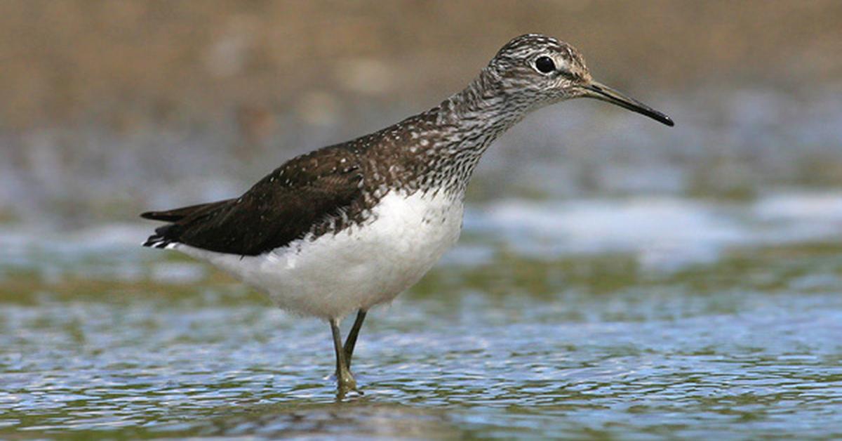 Close encounter with the Sandpiper, scientifically called Scolopacidae.