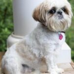 Engaging shot of the Shih Tzu Mix, recognized in Indonesia as Campuran Shih Tzu.