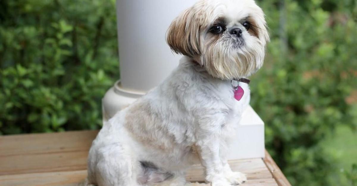 Engaging shot of the Shih Tzu Mix, recognized in Indonesia as Campuran Shih Tzu.