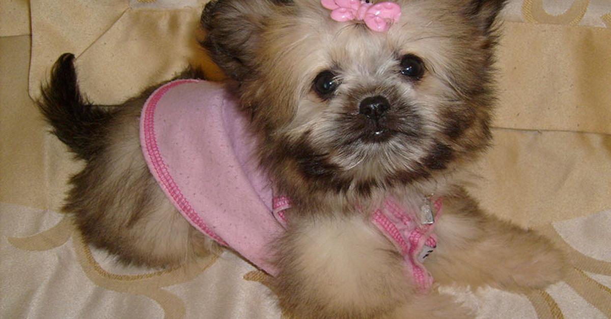 The elegant Shih Tzu Mix (Canis lupus familiaris), a marvel of nature.