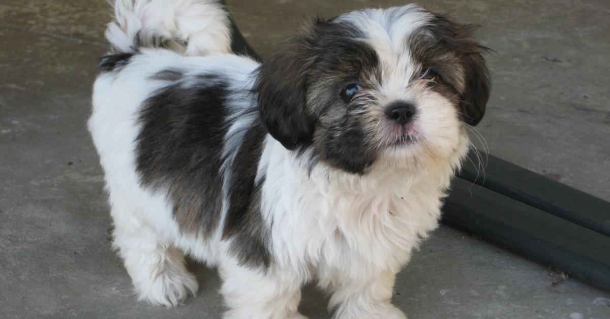 Captured elegance of the Shih Tzu Mix, known in Indonesia as Campuran Shih Tzu.