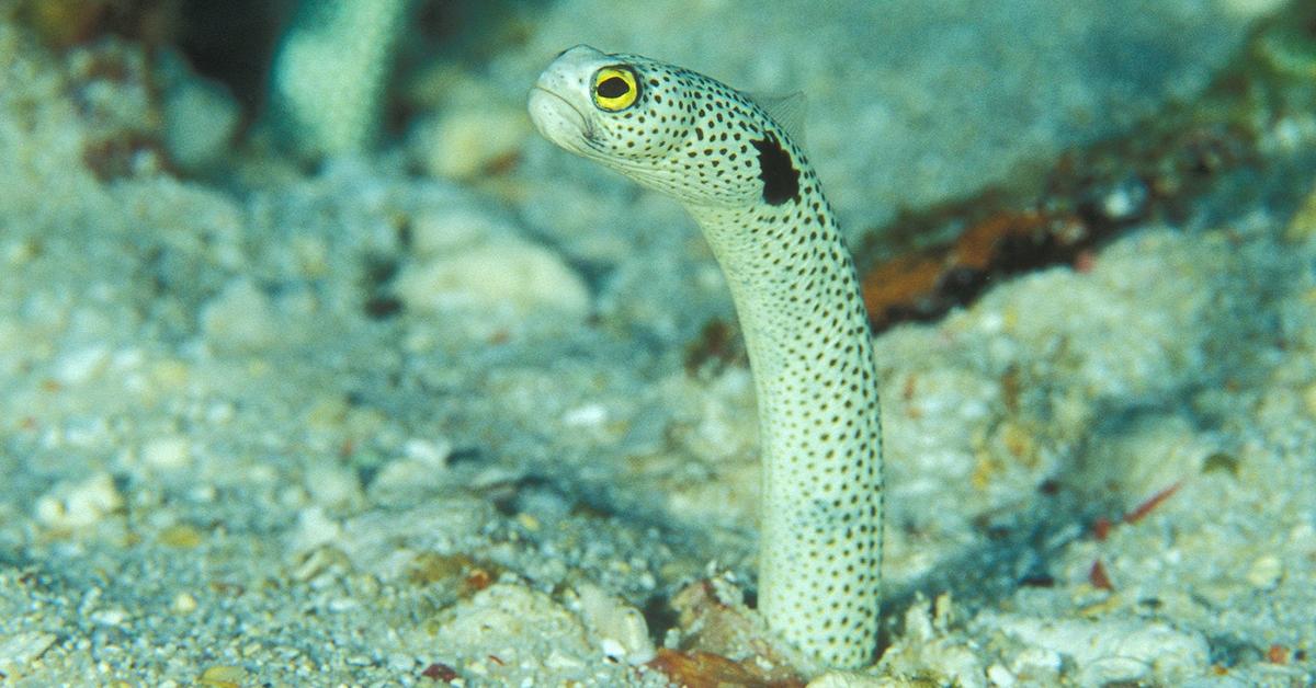 Close-up view of the Spotted Garden Eel, known as Belut Taman Berbintik in Indonesian.