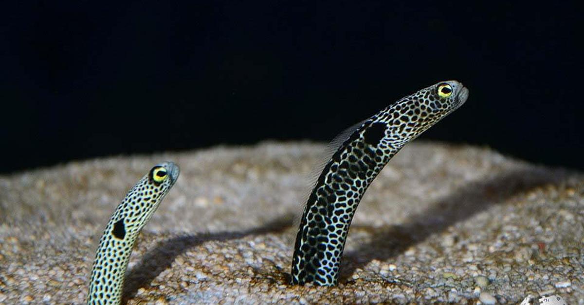 Insightful look at the Spotted Garden Eel, known to Indonesians as Belut Taman Berbintik.