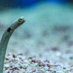 Elegant Spotted Garden Eel in its natural habitat, called Belut Taman Berbintik in Indonesia.