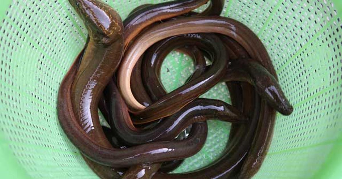 The alluring Spotted Garden Eel, commonly referred to as Belut Taman Berbintik in Bahasa Indonesia.