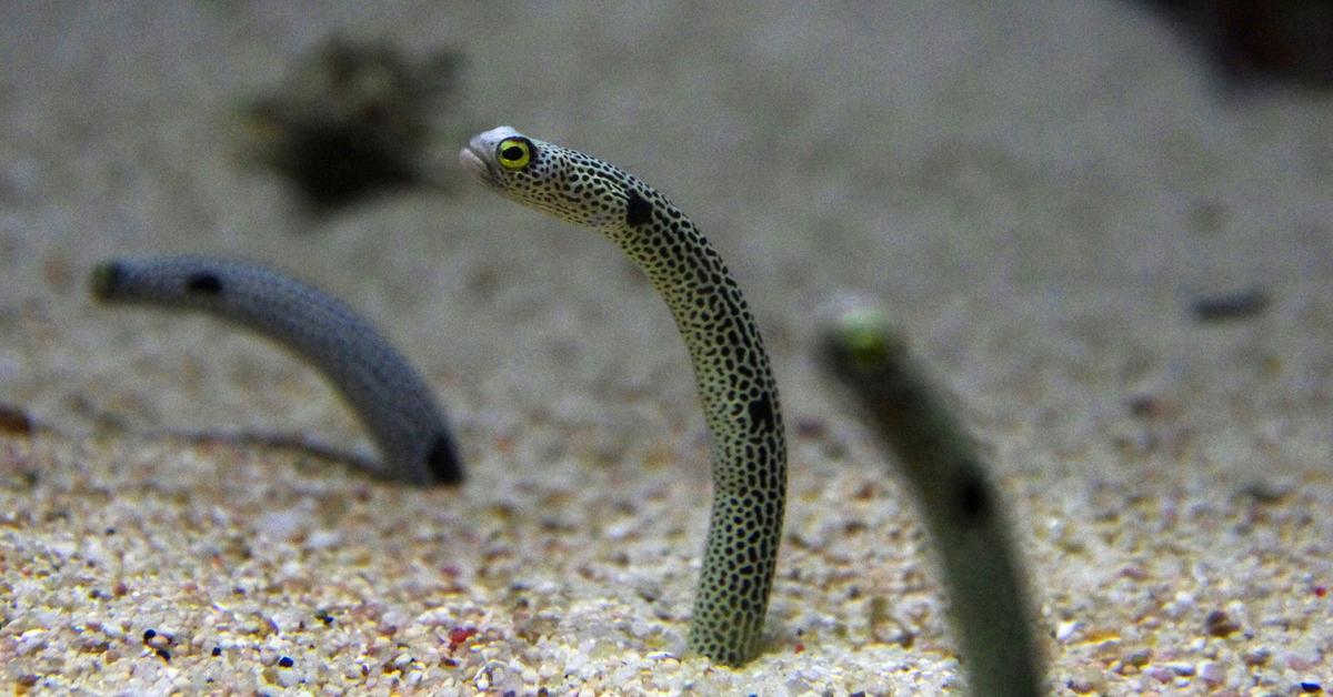 Vivid image of the Spotted Garden Eel, or Belut Taman Berbintik in Indonesian context.