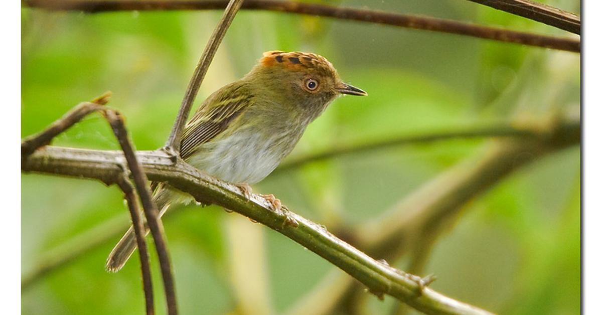 Image of the Scale-Crested Pygmy Tyrant (Lophotriccus pileatus), popular in Indonesia as Tirani Pygmy Berjumbai.