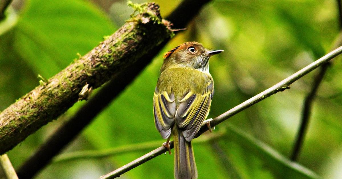 The remarkable Scale-Crested Pygmy Tyrant (Lophotriccus pileatus), a sight to behold.