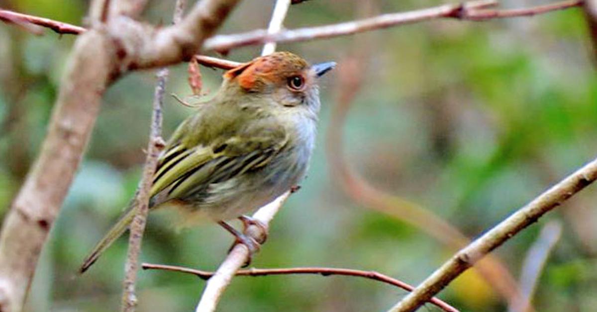 The majestic Scale-Crested Pygmy Tyrant, also called Tirani Pygmy Berjumbai in Indonesia, in its glory.