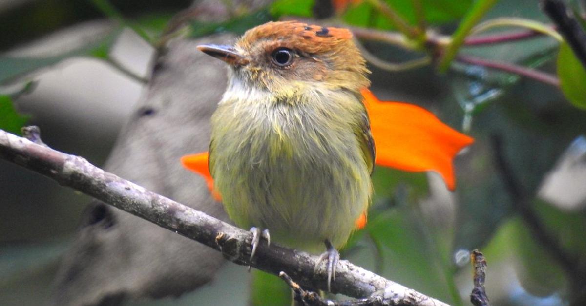 Iconic view of the Scale-Crested Pygmy Tyrant, or Lophotriccus pileatus, in its habitat.