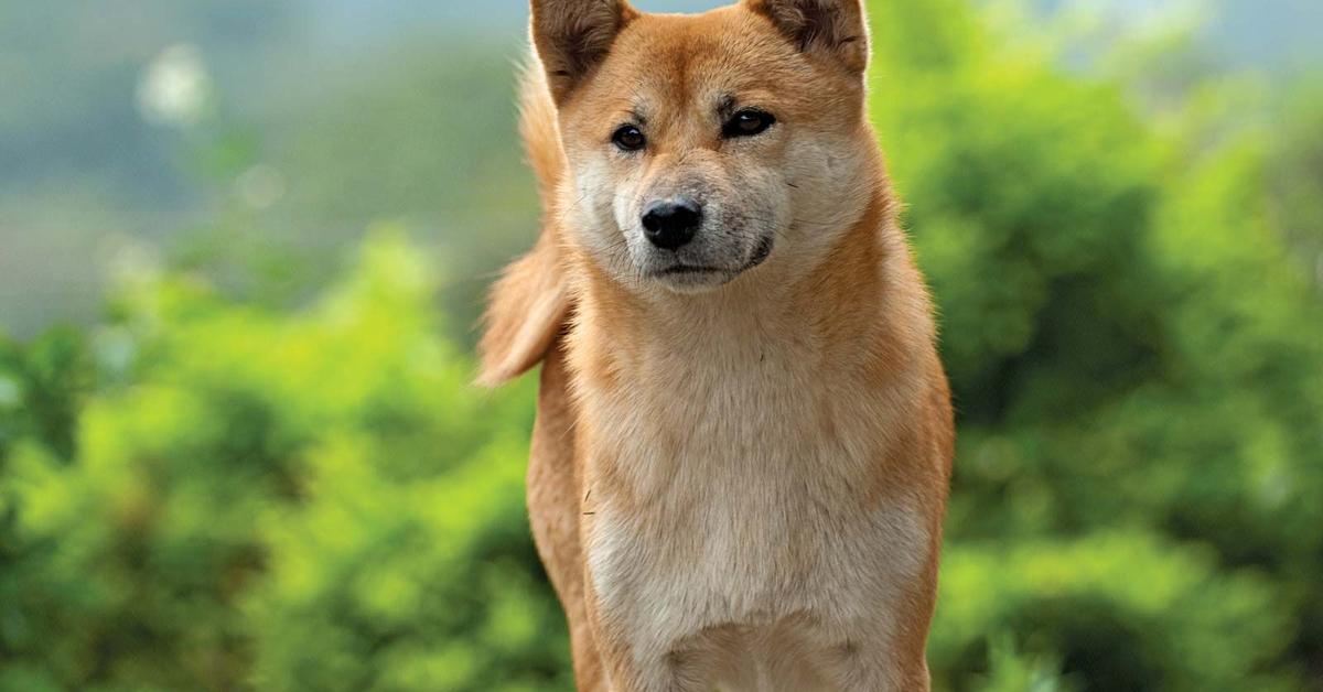 Captivating view of the Shiba Inu Mix, known in Bahasa Indonesia as Campuran Shiba Inu.