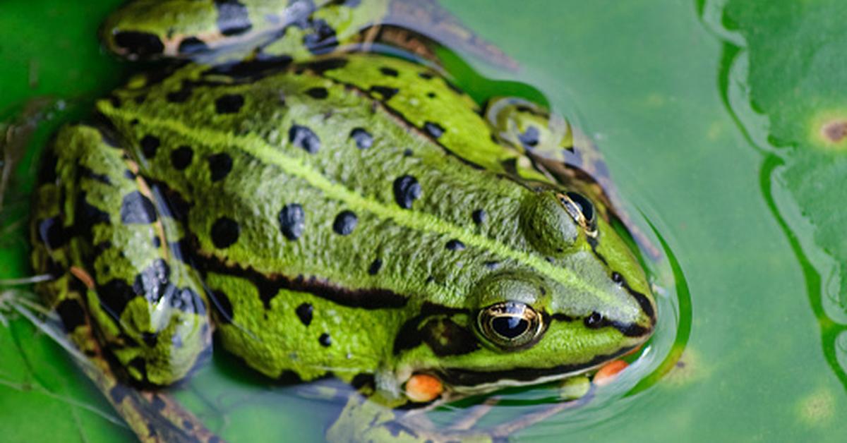 Elegant Sehuencas Water Frog in its natural habitat, called Katak Air Sehuencas in Indonesia.