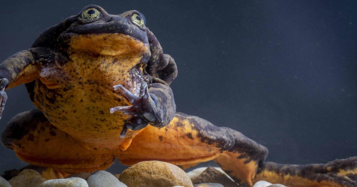 Captured moment of the Sehuencas Water Frog, in Indonesia known as Katak Air Sehuencas.