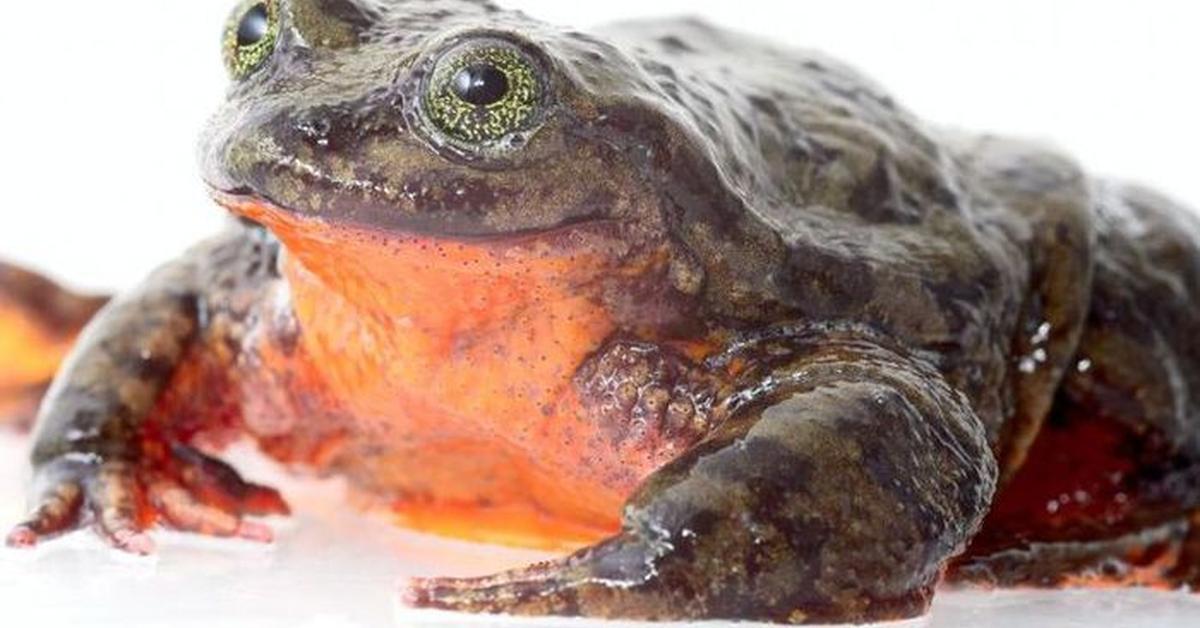 Enchanting Sehuencas Water Frog, a species scientifically known as Telmatobius yuracare.