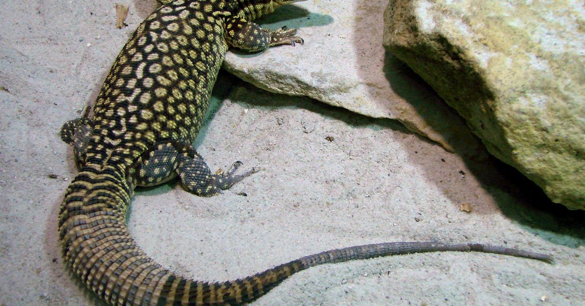 Elegant Savannah Monitor in its natural habitat, called Monitor Savannah in Indonesia.