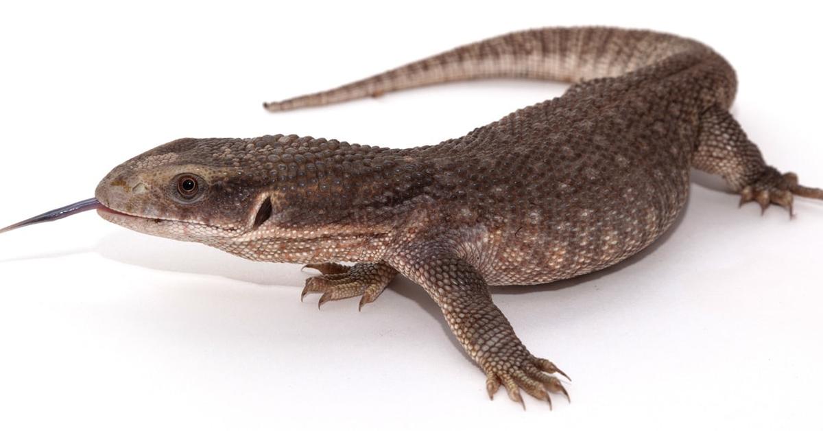 Elegant portrayal of the Savannah Monitor, also known as Varanus polydaedalus.