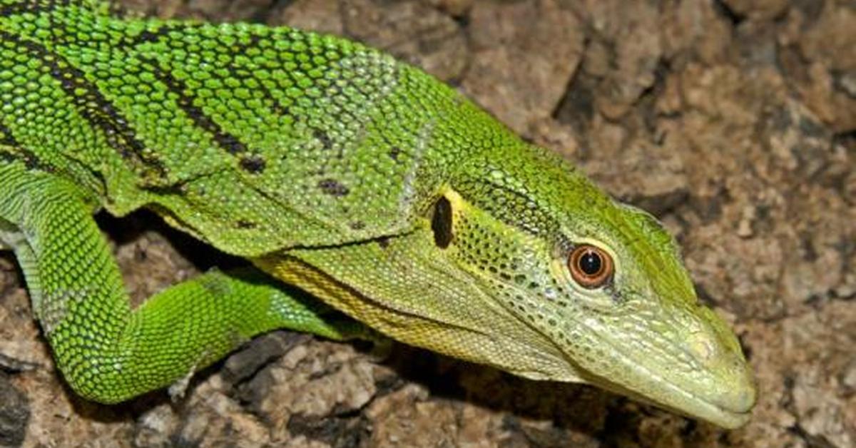 Captivating view of the Savannah Monitor, known in Bahasa Indonesia as Monitor Savannah.