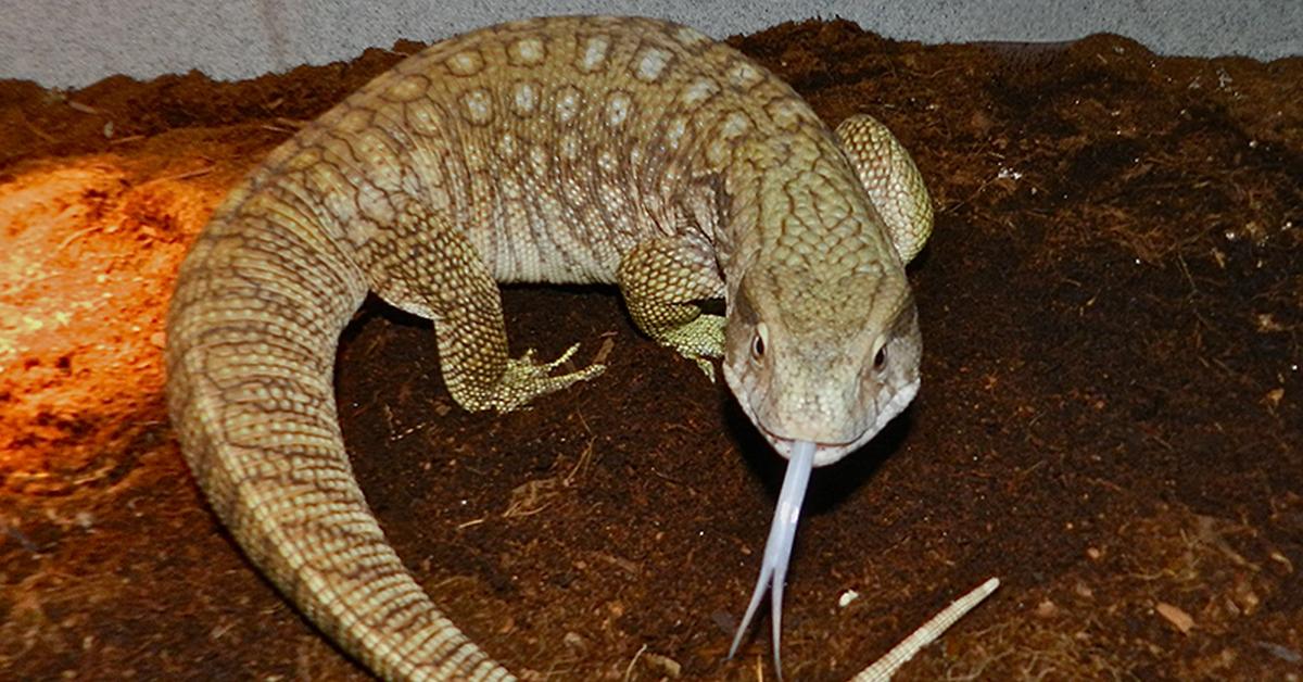 Vivid image of the Savannah Monitor, or Monitor Savannah in Indonesian context.