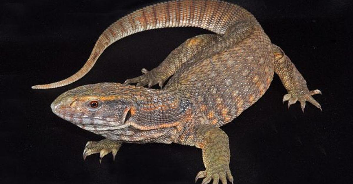 The Savannah Monitor, a species known as Varanus polydaedalus, in its natural splendor.