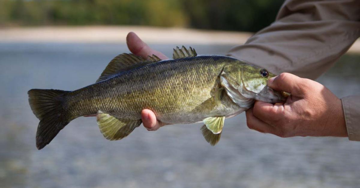 Photograph of the unique Smallmouth Bass, known scientifically as Micropterus dolomieu.