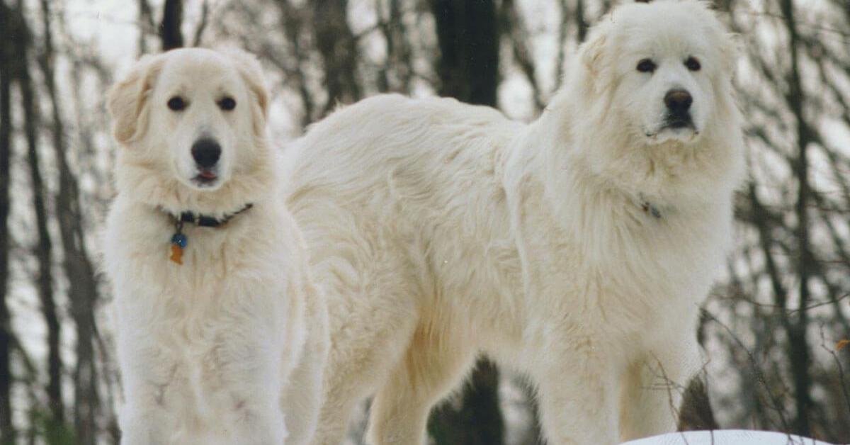 A beautiful representation of the Slovak Cuvac, scientifically Canis lupus familiaris.