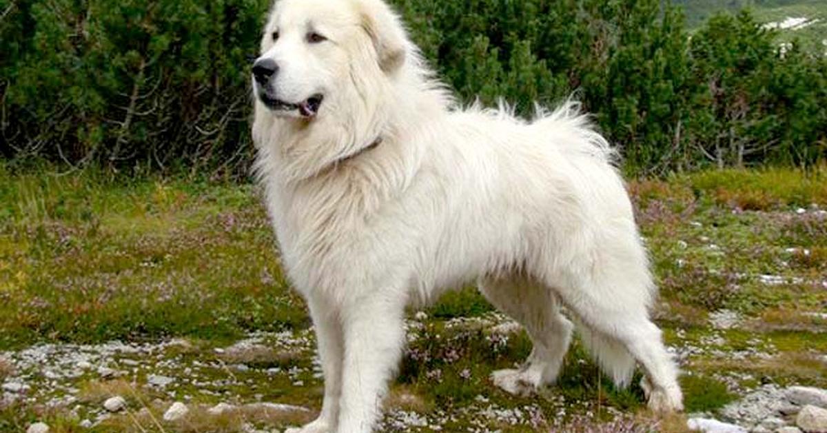 Striking appearance of the Slovak Cuvac, known in scientific circles as Canis lupus familiaris.