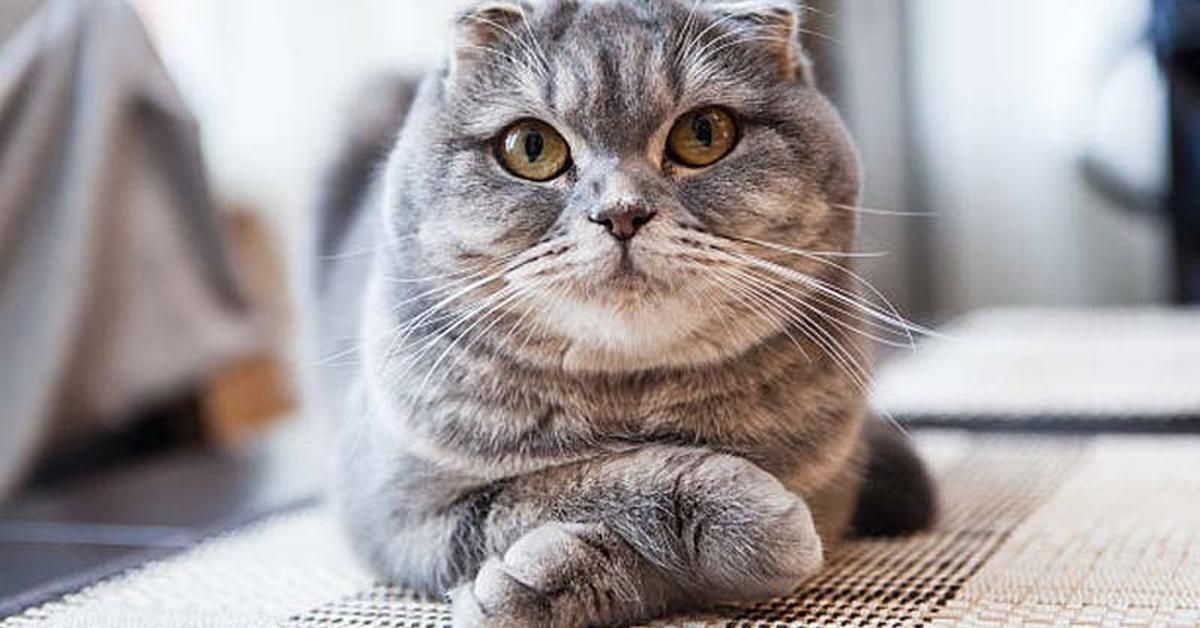 Stunning depiction of Scottish Fold Cat, also referred to as Felis catus.