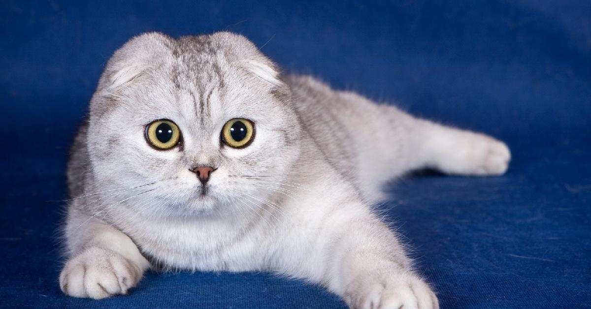 The alluring Scottish Fold Cat, commonly referred to as Kucing Scottish Fold in Bahasa Indonesia.