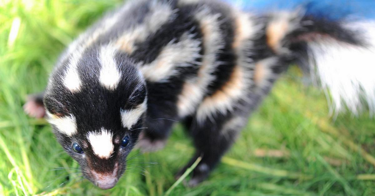 Detailed shot of the Spotted Skunk, or Spilogale, in its natural setting.